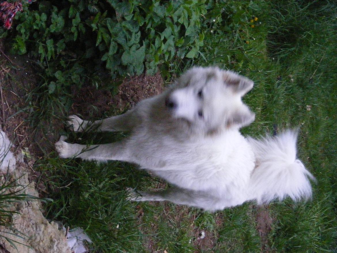 Samojedhund Sasha billede 3