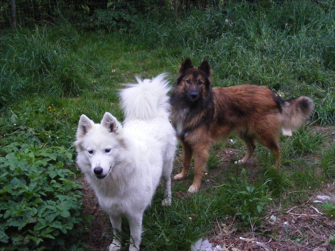 Samojedhund Sasha - Sasha og Tjalfe billede 4