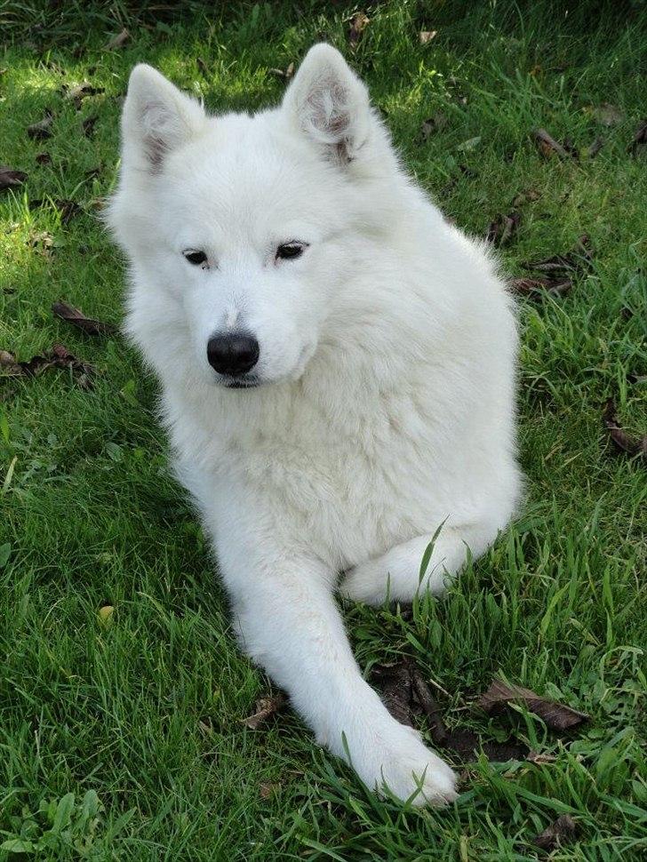 Samojedhund Sasha billede 5