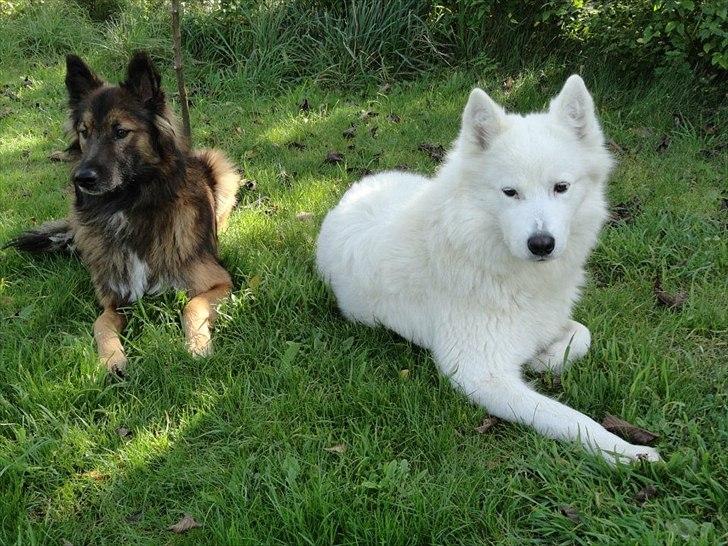 Samojedhund Sasha - Sasha og Tjalfe billede 6