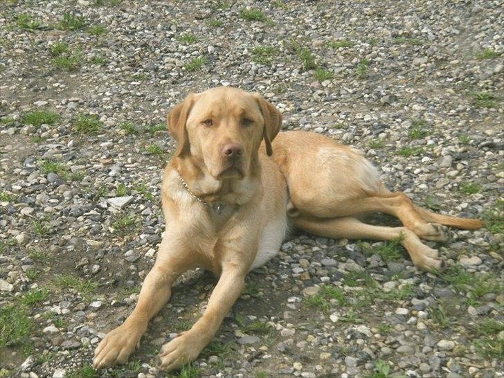 Labrador retriever Basse :) billede 1