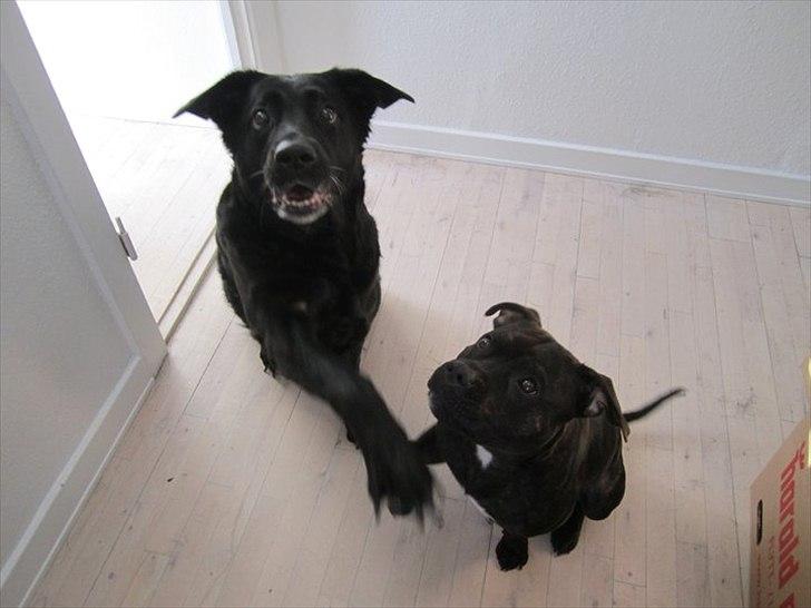 Staffordshire bull terrier Basse billede 15