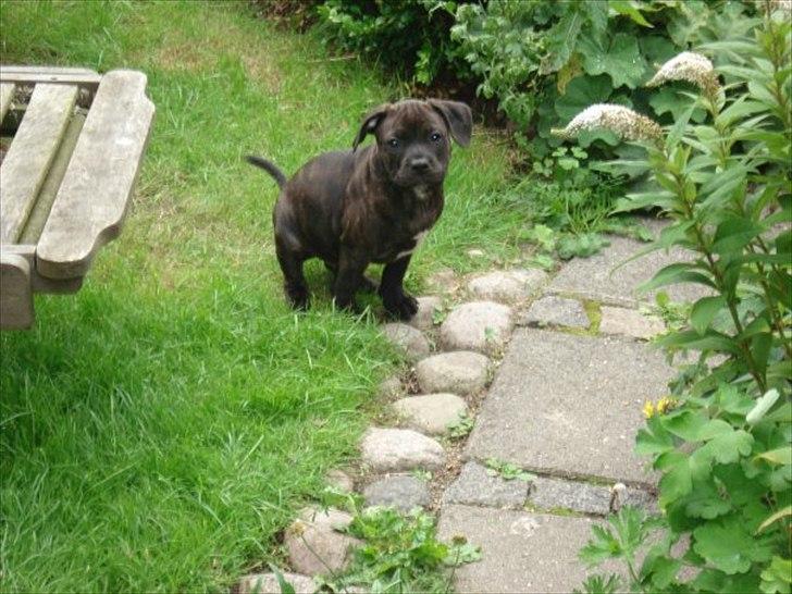 Staffordshire bull terrier Basse - Det eneste hvalpe billede jeg har  billede 16