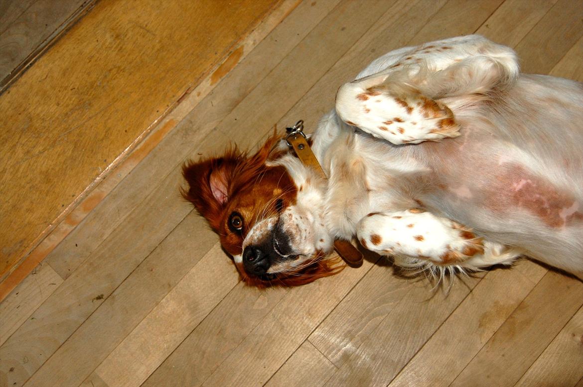 Breton Sitta - Hygge trold!!! billede 2