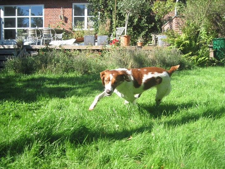 Breton Sitta - Wee her kommer jeg! billede 10