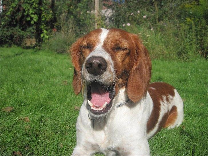 Breton Sitta - Nurrh billede 11