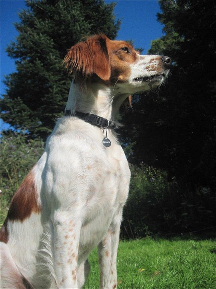 Breton Sitta - Sitta! billede 12