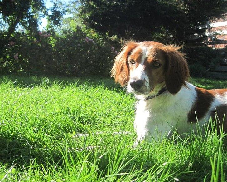 Breton Sitta - <3<3 billede 13