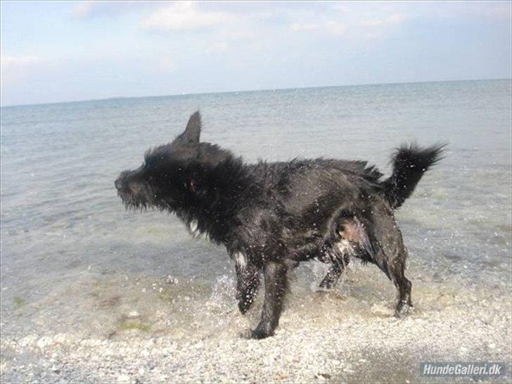 Blanding af racer Loke-emil - <3 billede 4