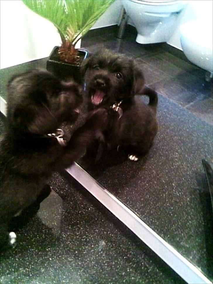 Blanding af racer Loke-emil - wraaahh, første gang jeg ser mit spejl billede var mor lige hurtig med kameraet, Legede i lidt tid med mit spejl billede. Det var sjovt. vuf billede 6