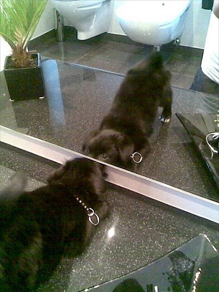 Blanding af racer Loke-emil billede 7