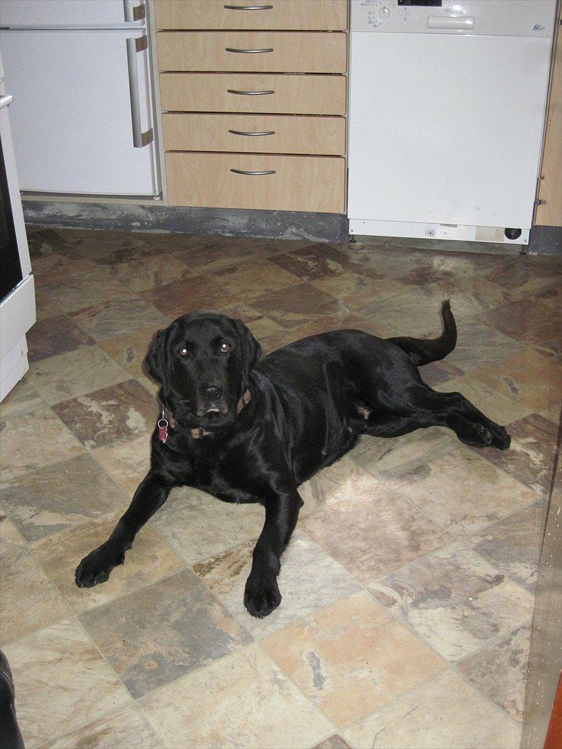 Labrador retriever Mille min mannds hund billede 17