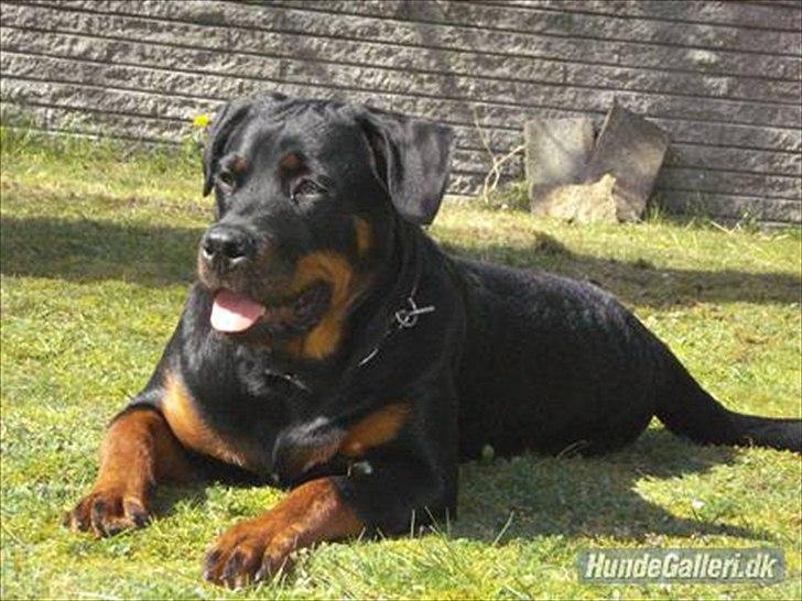 Rottweiler Chica - Chica nyder solen billede 1