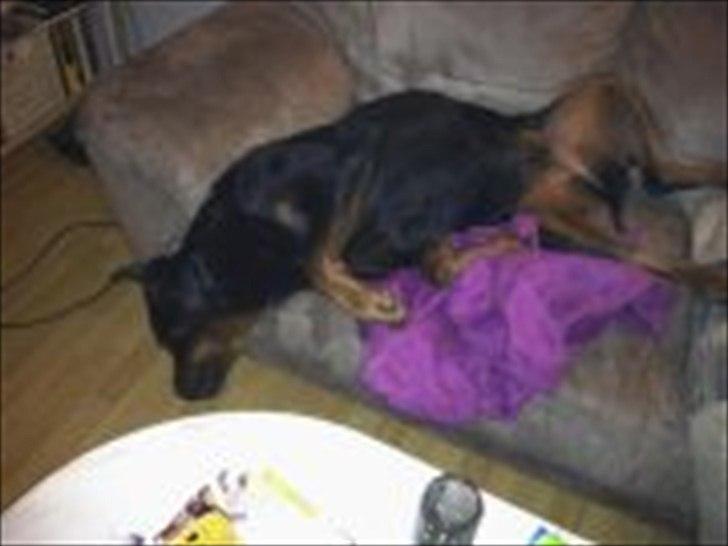 Rottweiler Chica billede 3
