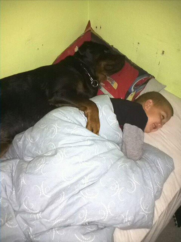 Rottweiler Chica billede 4