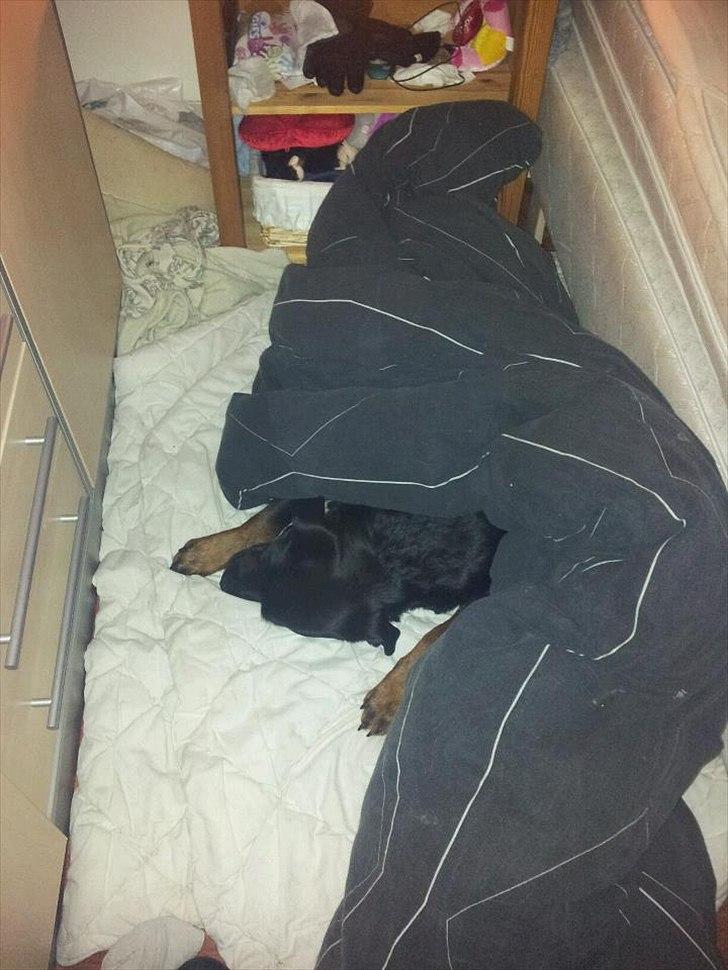 Rottweiler Chica billede 5