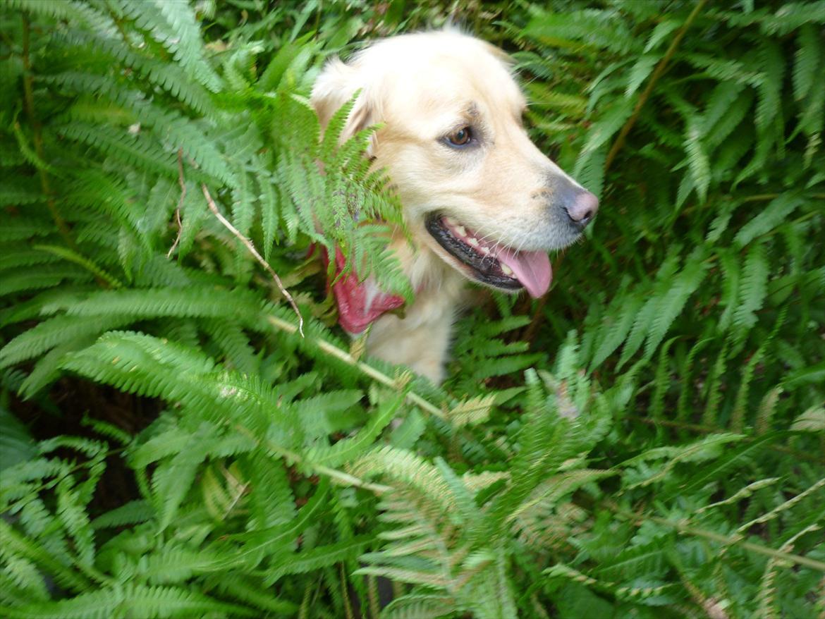 Golden retriever Pippi<3 - velkommen til pippi´s profil
læg gerne en kommentar billede 1