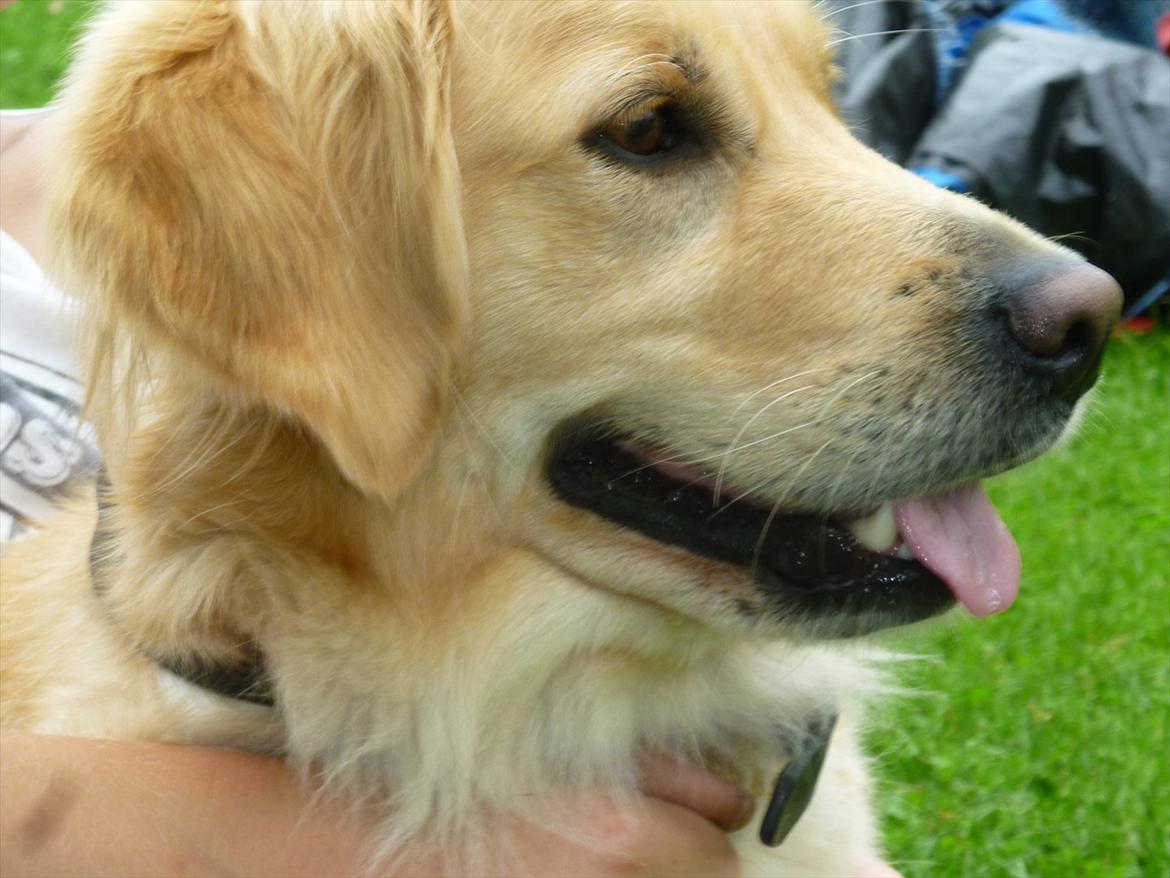 Golden retriever Pippi<3 - den smukke billede 2