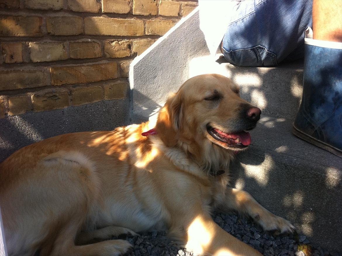 Golden retriever Pippi<3 - så ligger man lige og får noget sol i øjnene  billede 3