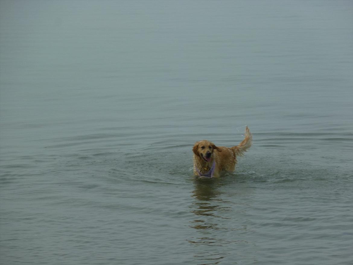 Golden retriever Pippi<3 - du elsker vand  billede 4