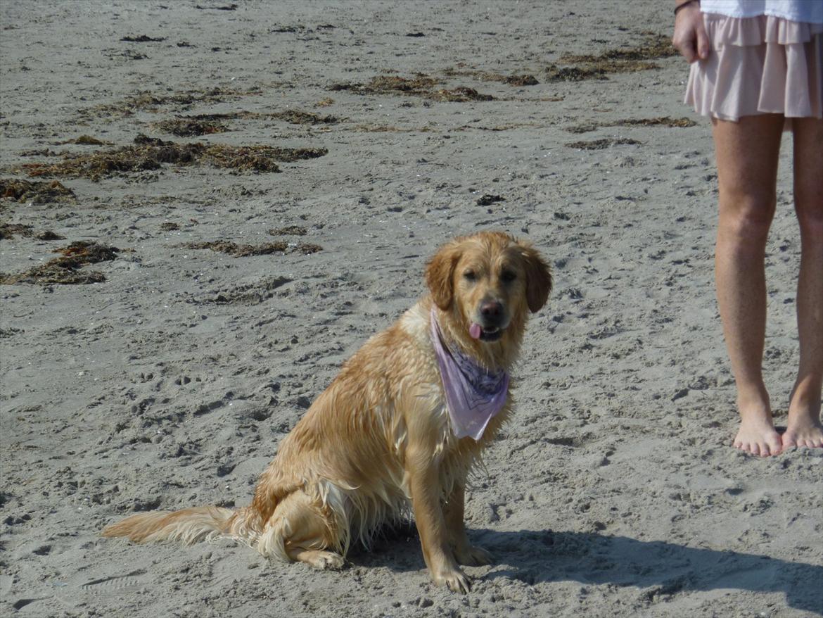 Golden retriever Pippi<3 - amen kan man være lækker  billede 5