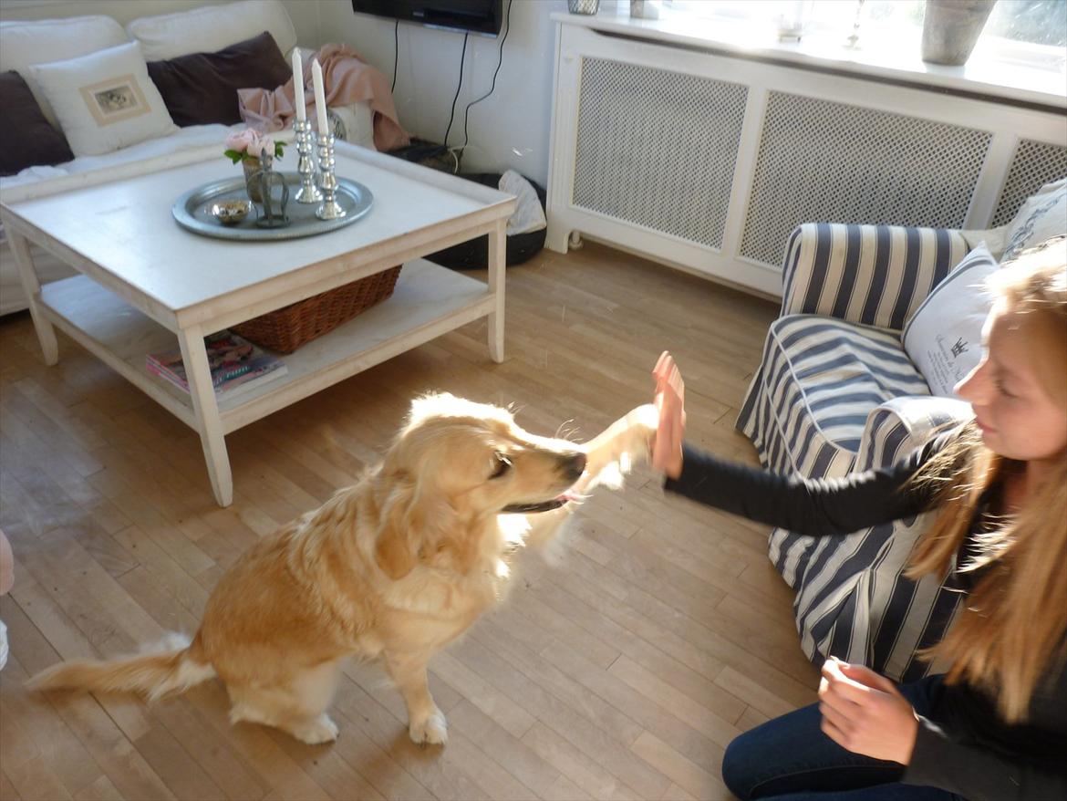 Golden retriever Pippi<3 - gi´mig 5 pippi billede 7