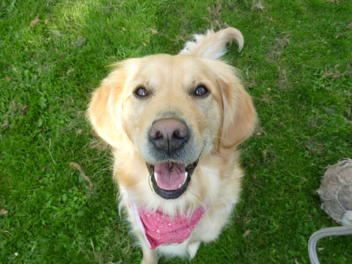 Golden retriever Pippi<3 - smil til fotografen hæh billede 8