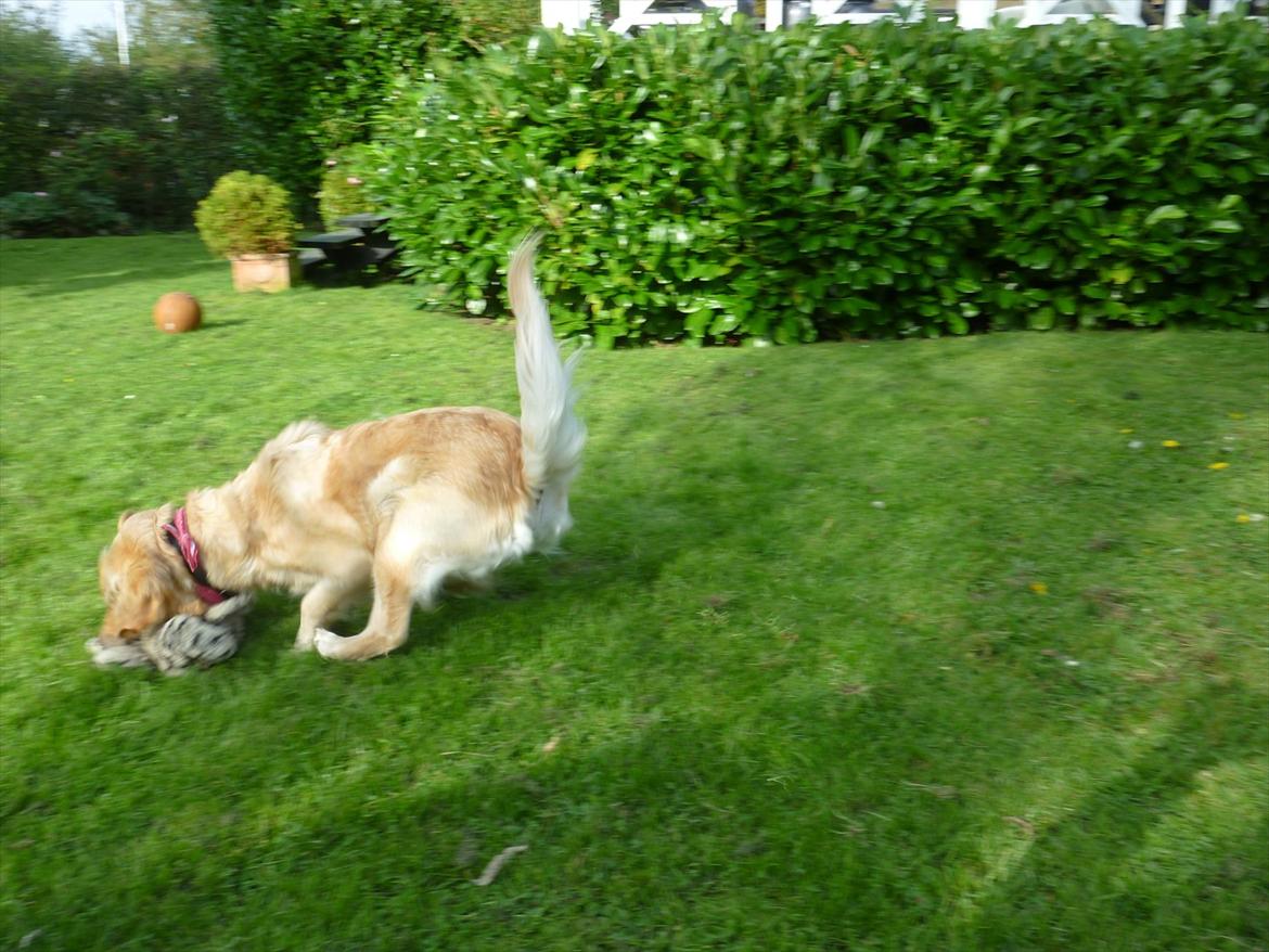 Golden retriever Pippi<3 - det går stærkt når man løber, men det er bare svært af stoppe igen  billede 9