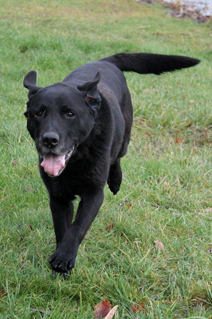 Labrador retriever Walder (Rest in Peace) - Gamle ven :). billede 16