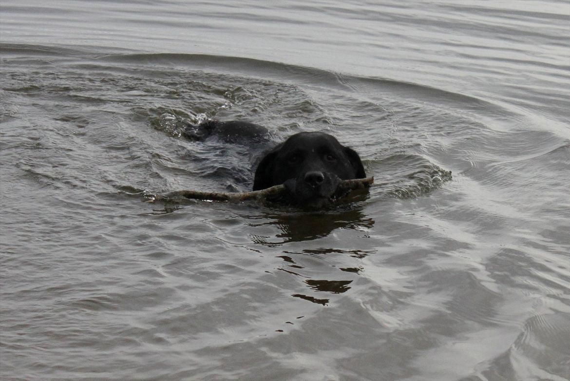 Labrador retriever Walder (Rest in Peace) - Som den eneste hentede Walder pinden på en dybde, hvor han ikke kunne bunde. Han elsker bare vand, modige hund :). billede 17