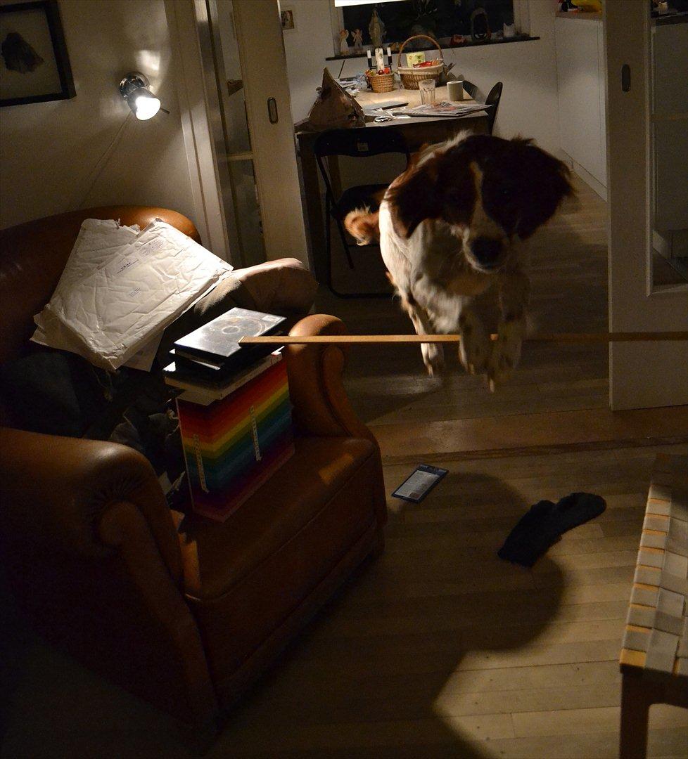 Breton Sitta - Hooop nu i genoptræning! <3<3

 billede 14