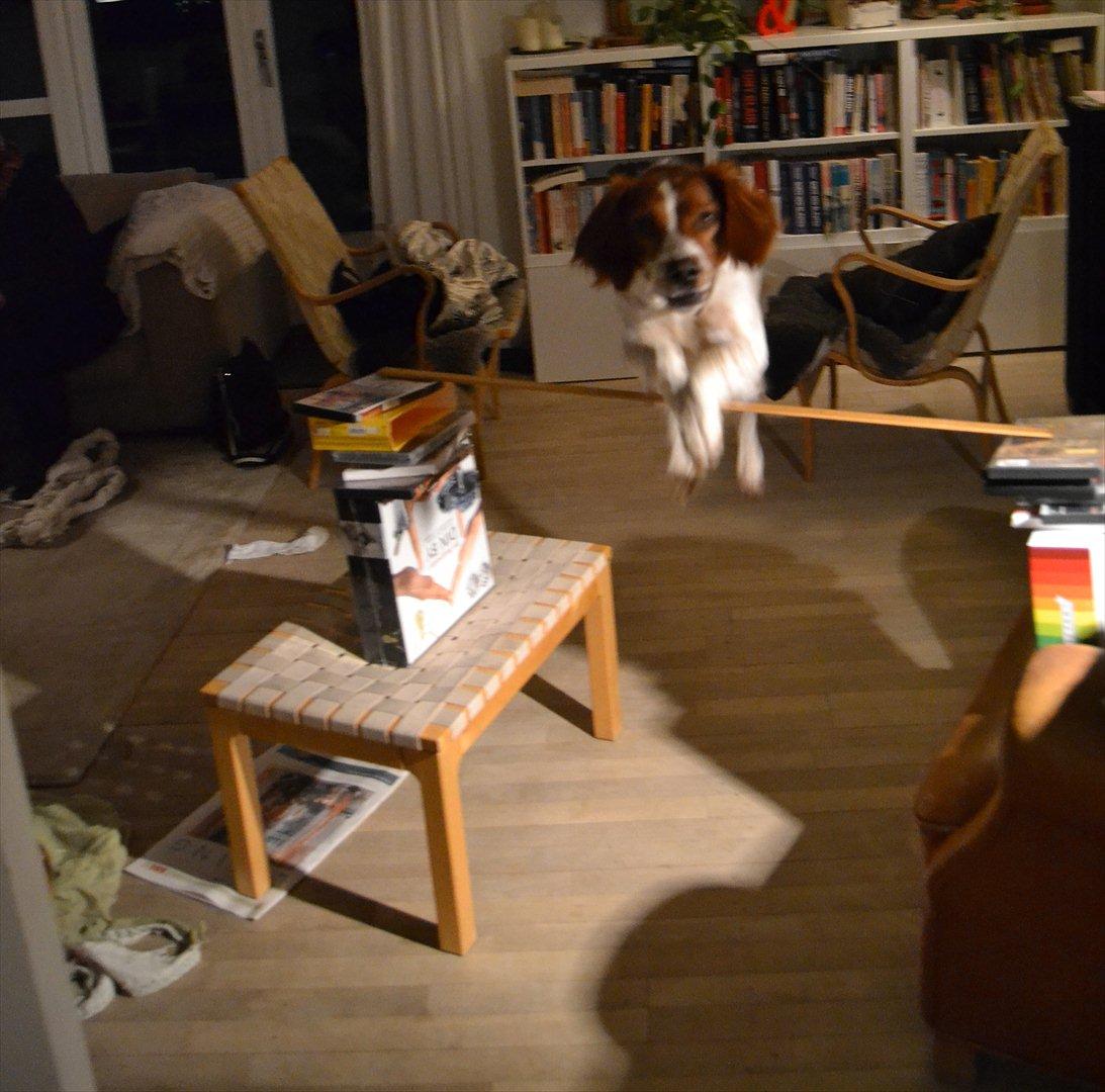 Breton Sitta - Hoooop

Nu i genoptræning!!! <3<3 billede 15