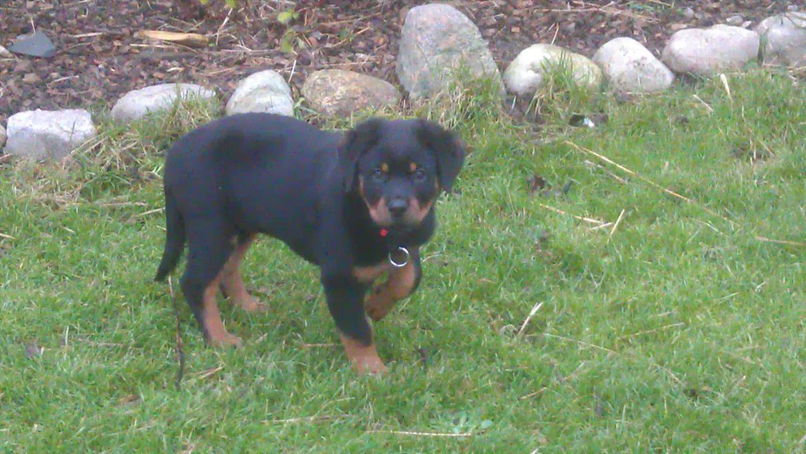 Rottweiler Von Barnewitz Georgia billede 1