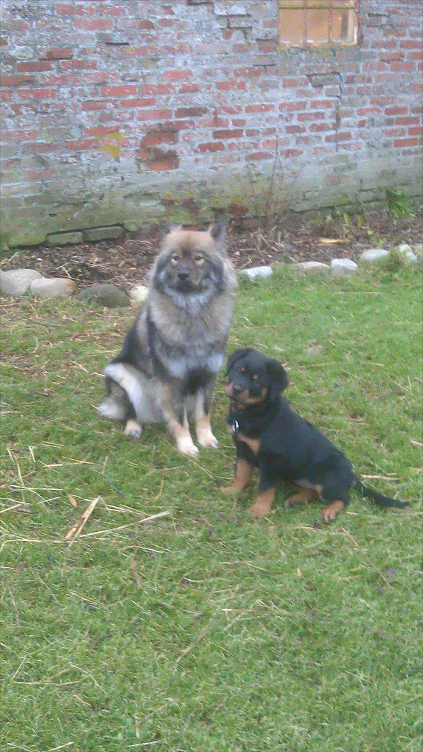 Rottweiler Von Barnewitz Georgia billede 2