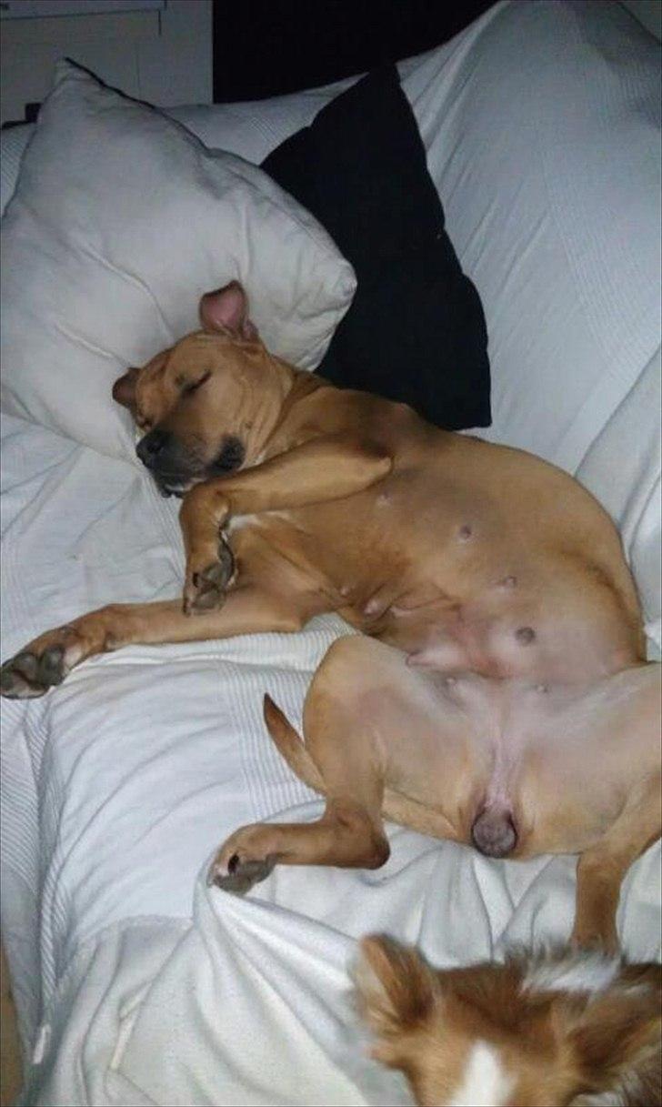 Amerikansk staffordshire terrier Bella Båthoved - Ligger lige og feder den :) billede 10