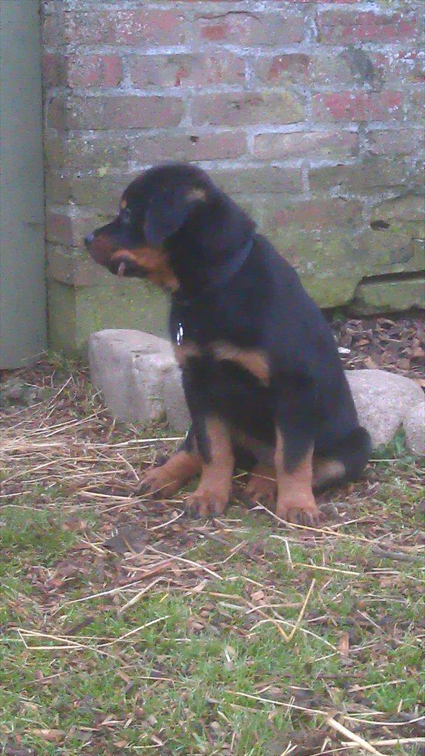 Rottweiler Von Barnewitz Georgia billede 3