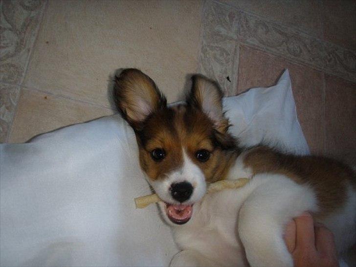 Kooikerhondje Vitovani's Carlita D'Belox | Cita | - Velkommen til Cita's profil.  Læg gerne en bedømmelse og kommentar :D billede 2