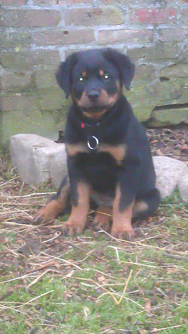 Rottweiler Von Barnewitz Georgia billede 4