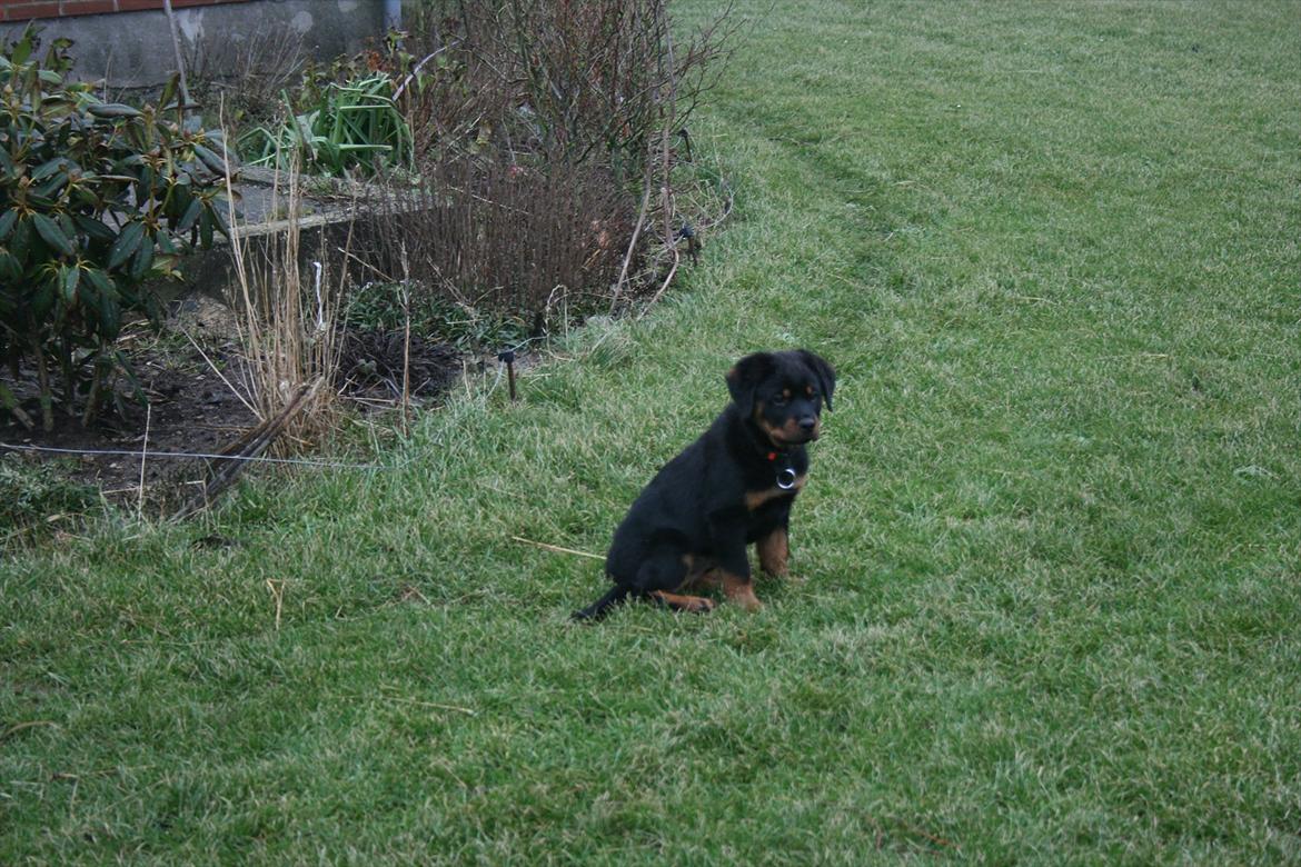 Rottweiler Von Barnewitz Georgia billede 5