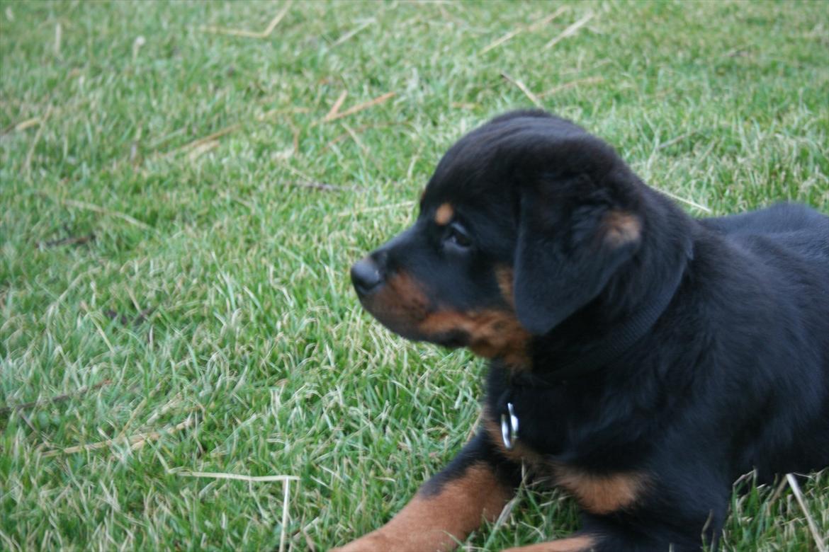 Rottweiler Von Barnewitz Georgia billede 6