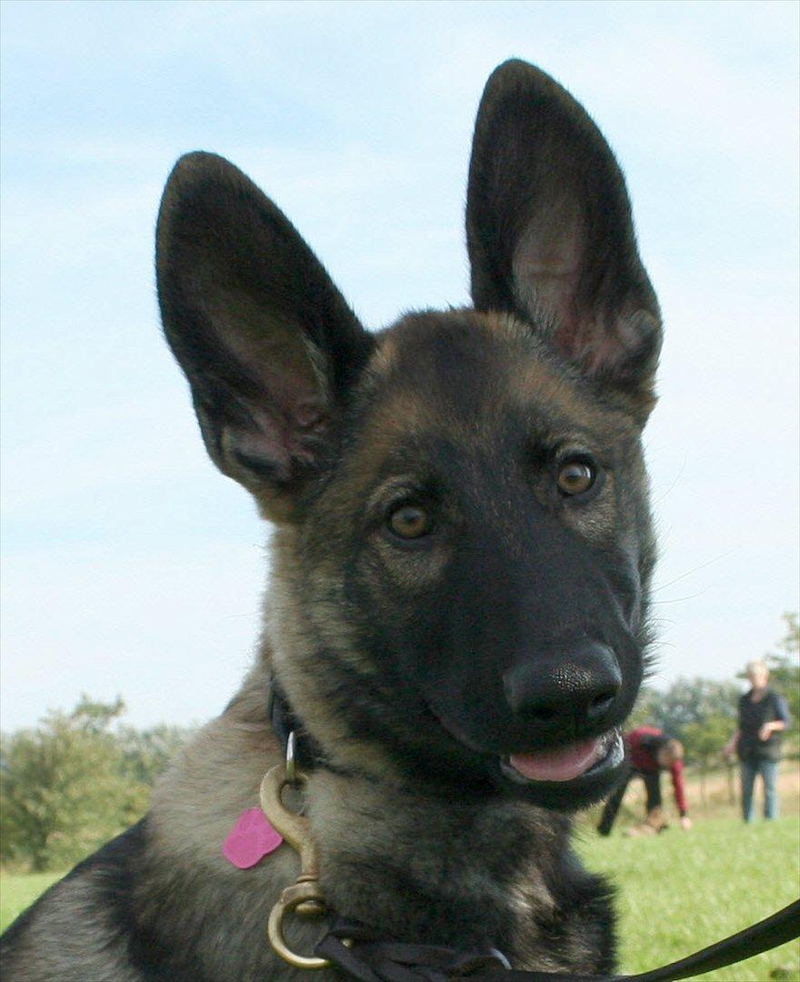 Schæferhund Abardi Hibbi billede 1