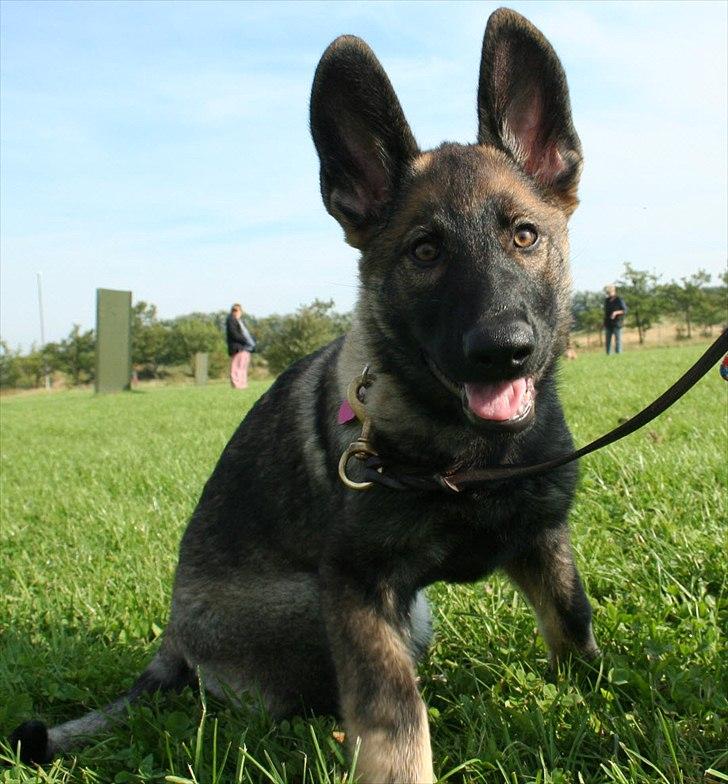 Schæferhund Abardi Hibbi billede 2