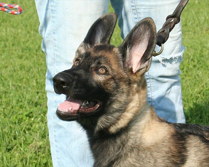 Schæferhund Abardi Hibbi billede 3