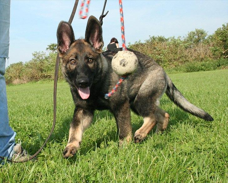 Schæferhund Abardi Hibbi billede 4