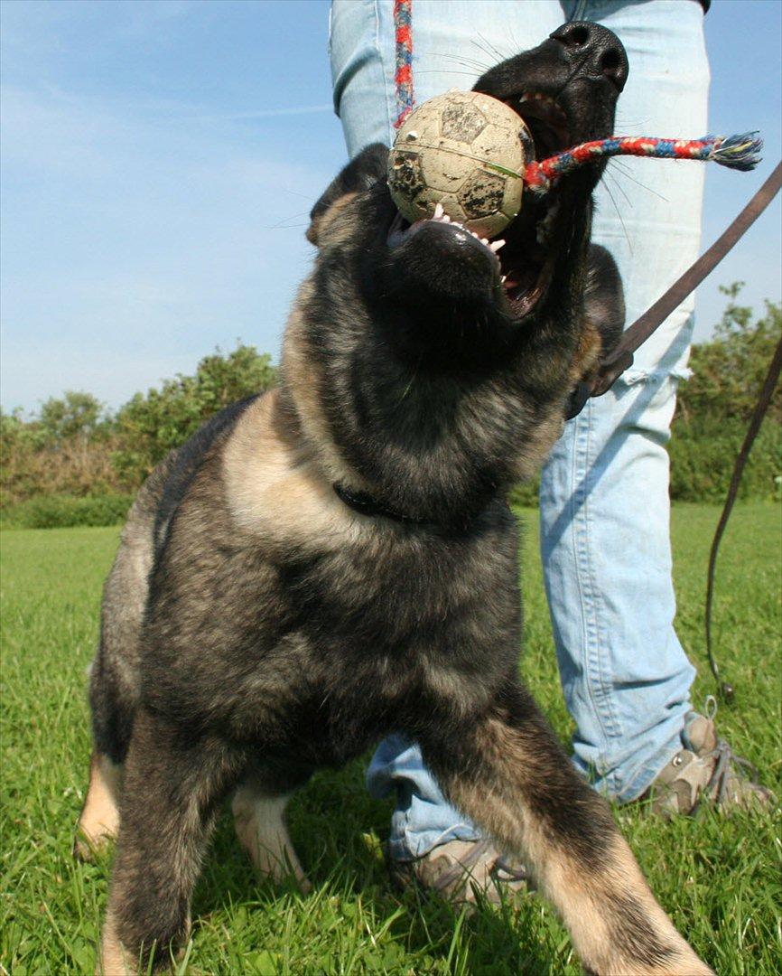 Schæferhund Abardi Hibbi billede 5