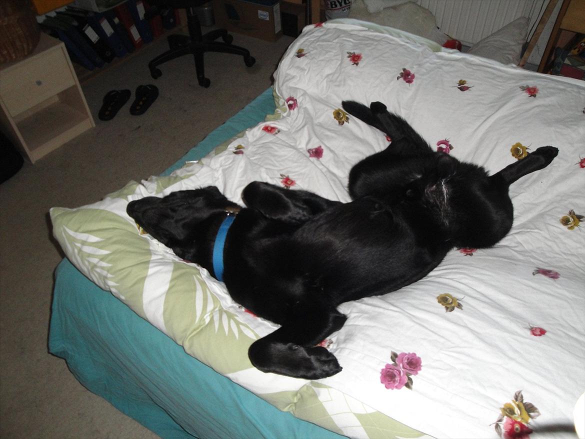 Blanding af racer Boss - Her ligger jeg godt.

16 Dec. billede 6