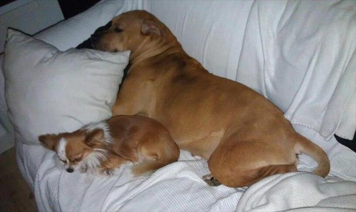 Amerikansk staffordshire terrier Bella Båthoved billede 8