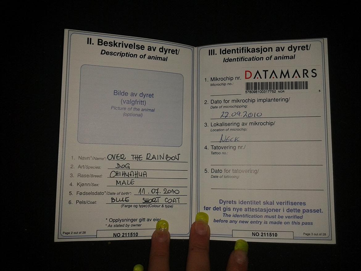 Chihuahua Over The Rainbow Of Varius Canis ** Rambo ** - Rambos pas - så han kan komme med mor til tyskland, ned til far :) billede 18