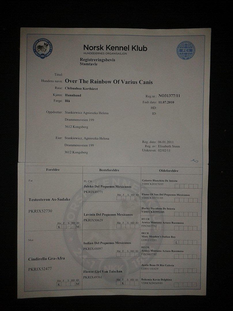 Chihuahua Over The Rainbow Of Varius Canis ** Rambo ** - Rambos stamtavle i FCI .. billede 19