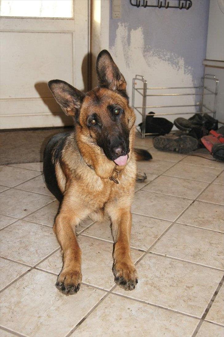 Schæferhund Alderslyst Ranja  billede 1